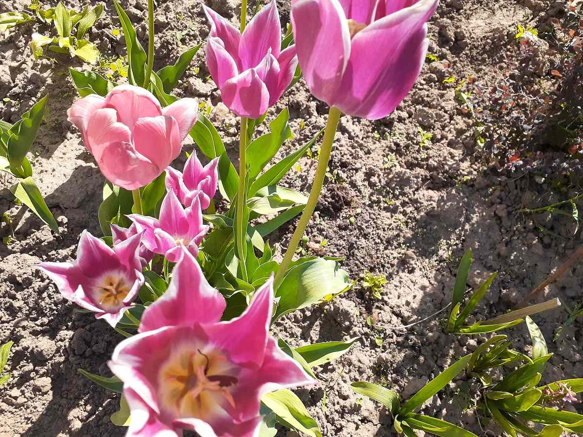Foto tulipánov v záhrade