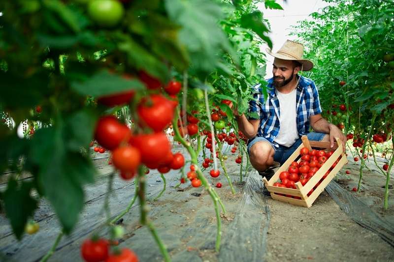Správna výsadba paradajok