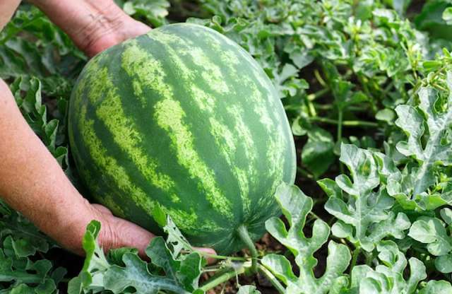 Pestovanie vodného melónu 