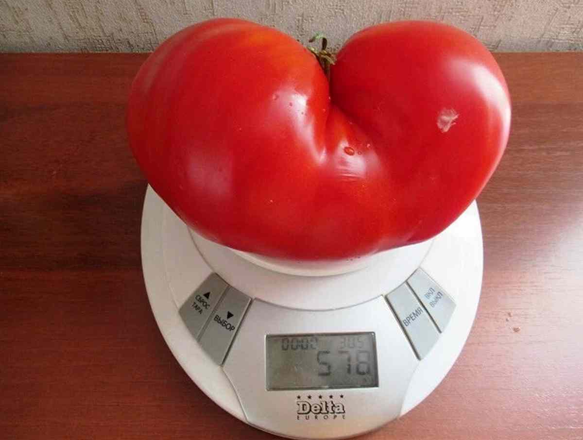 Odroda paradajok Danko